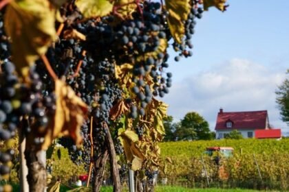 What Are the Best Canadian Wines to Try Top Varietals, Regions, and Tasting Tips