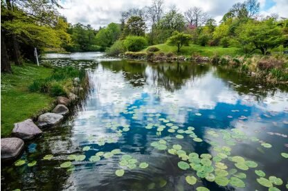 Pond Aeration 101: A Beginner's Guide to Healthier Water
